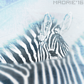 Équidés, avatars 118*118 190851Zebraa