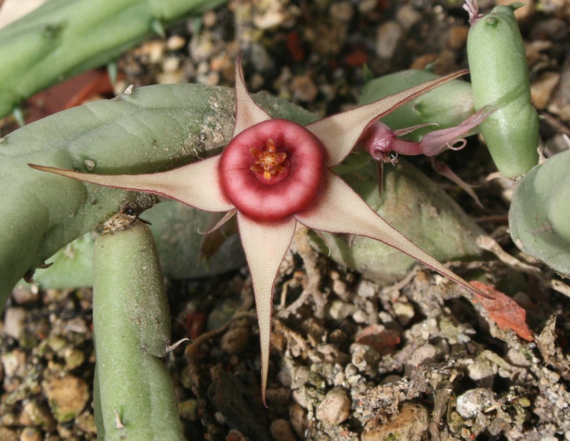 Huernia procumbens 192961huerniaprocumbensfleur