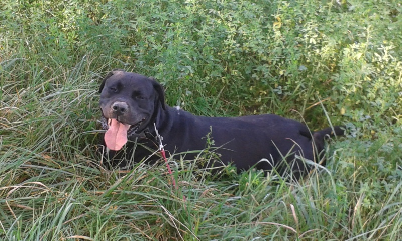 SAM (mâle croisé labrador identifié) réservé 19309820141017145249