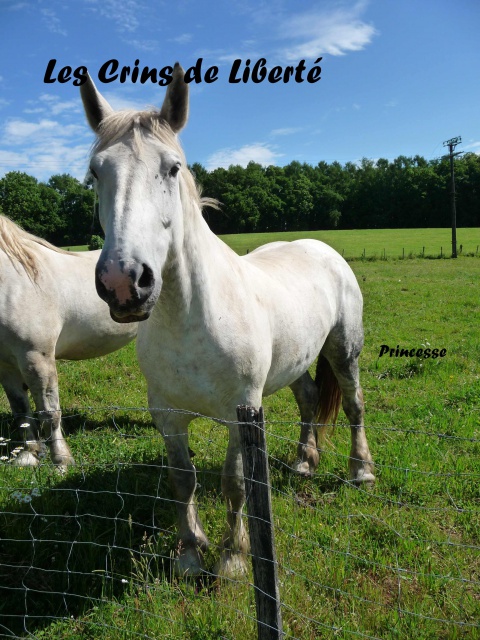 (Dept19) PRINCESSE DE CHANTEGRELL, Percheron, sauvée par Birgit (Avril 2014) - Page 10 193487P1030522