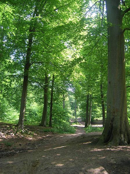 Bois et forêts -Chantilly - Faune - Flore -(photos et textes) 193677448pxFort