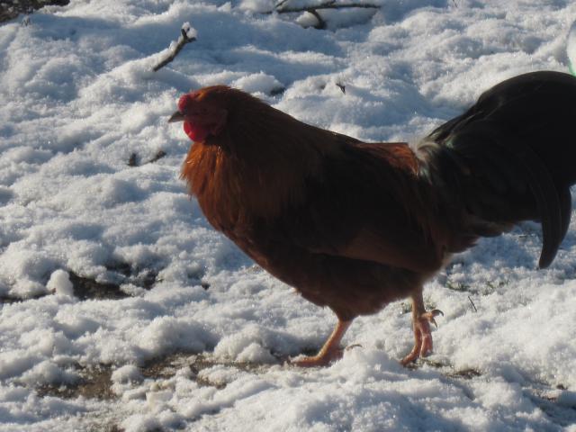 les poules de la ferme dans la neige 194324IMG3968jpg