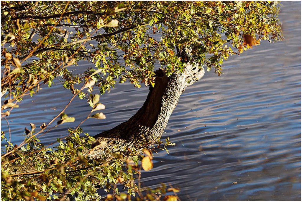 Couleurs d'automne 194386dsc006101024x768