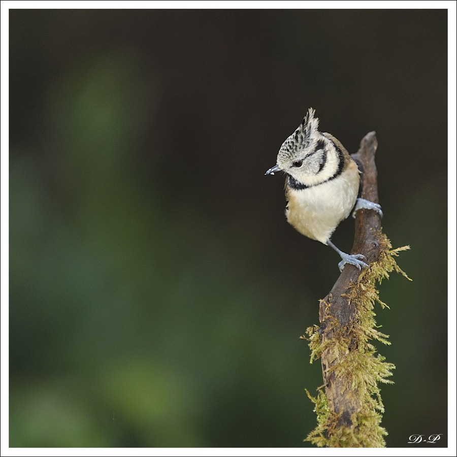 Oiseaux d'hiver 2010-2011 : Lintox 19734820101114804jpg