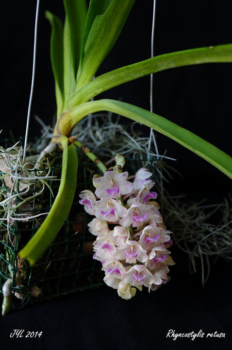 Rhyncostylis retusa 198112Rhyncostylisretusa2014