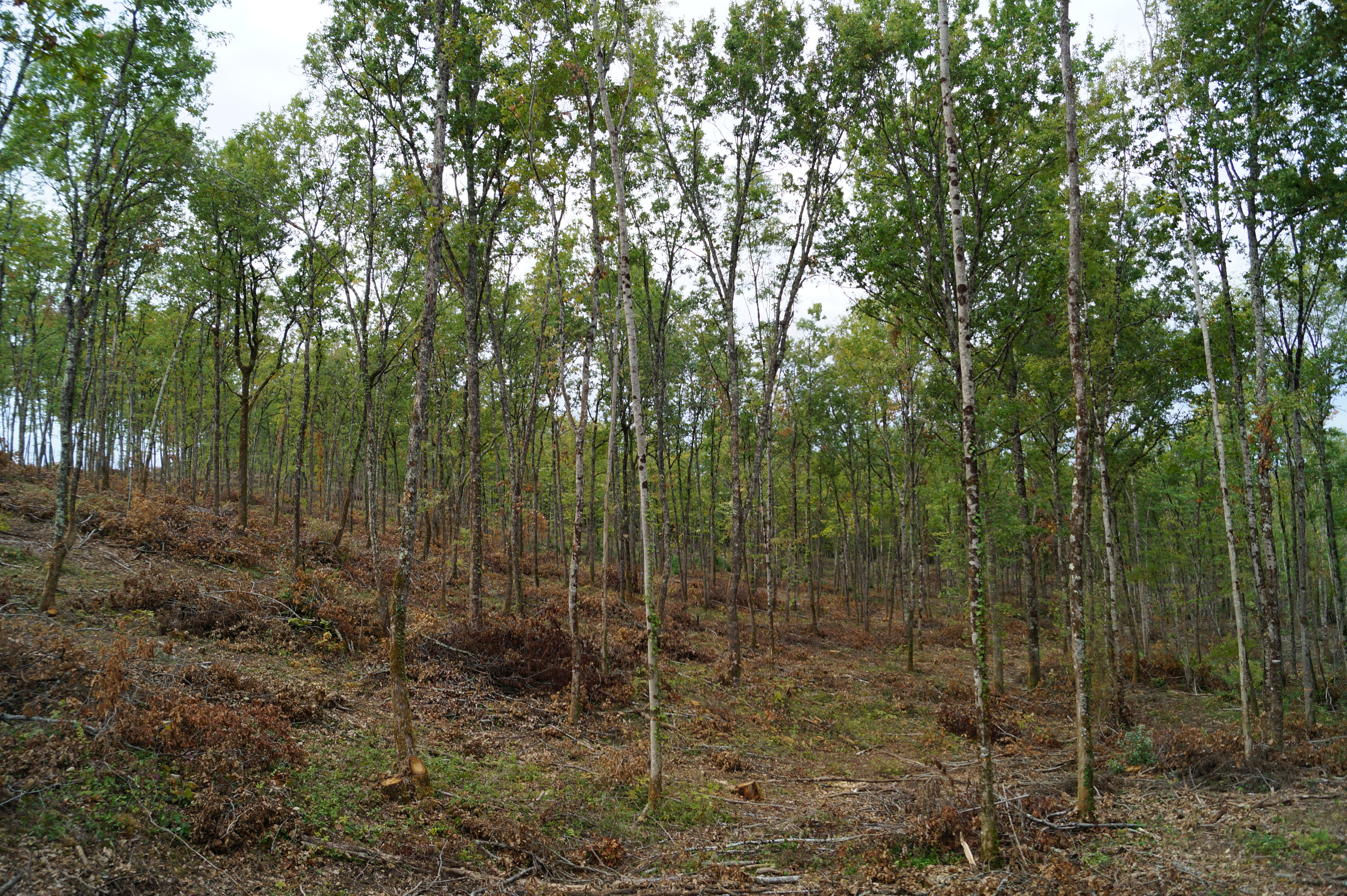 [fil ouvert] la forêt dans tous ses états - Page 7 198891DSC03703