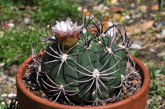 Floraisons de mes Gymnocalycium 199249gymnocalyciumpflanzii1106261