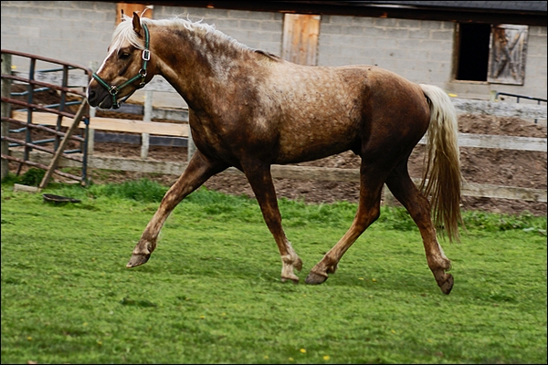 Bilbao. Welsh ( é ) 200007cheval8d