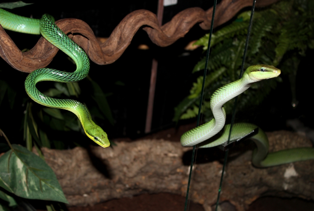 Gonyosoma oxycephala - Page 2 201271IMG1160r