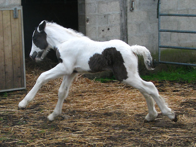 11 - 26 IC... Blodwen : Gleann x Chance Photos P2 201856IMG9516