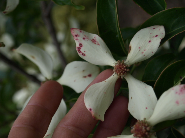 cornus hong kong 203230P7111860