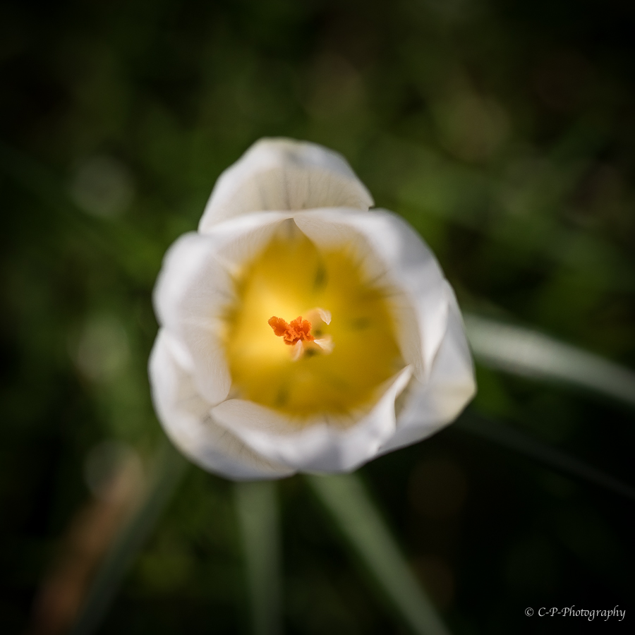 variations autour du crocus + ajout olympus em10 204134D817251