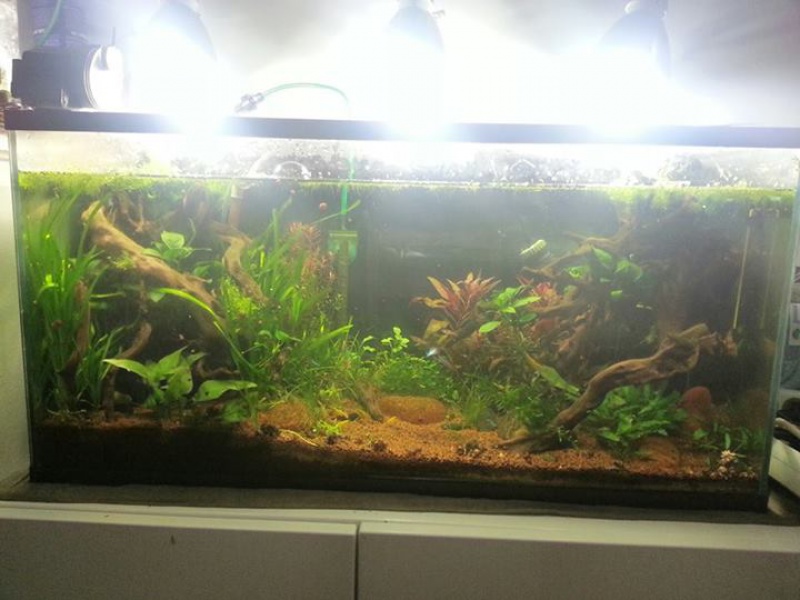 aquarium 96L avec quelques plantes 2045702505