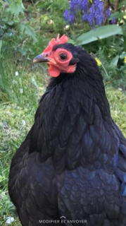 Poule En Pleine Forme Mais L oeil Gonfl poule-en-pleine-forme-mais-l-oeil-gonfl