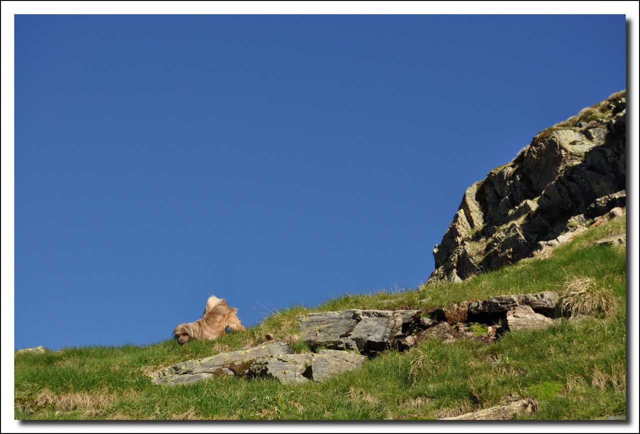 Une vie pyrénéenne de labrit des pyrénées - Page 6 208021her0131