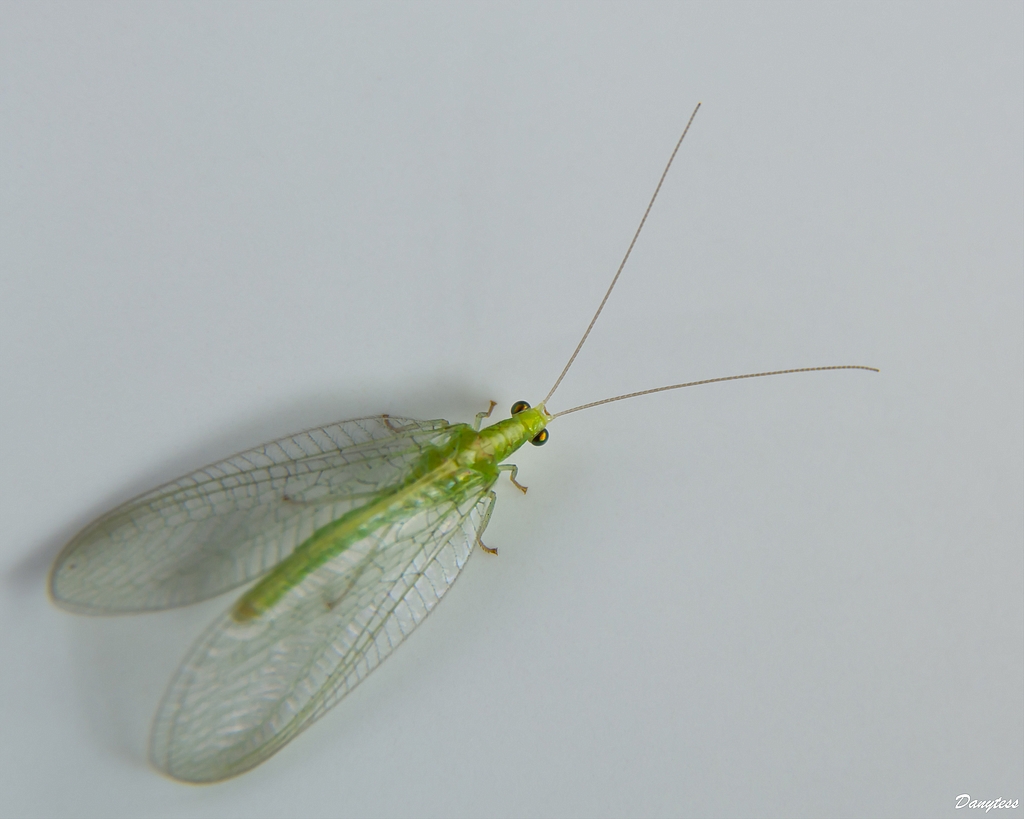 Chrysope verte 208829DSC6923