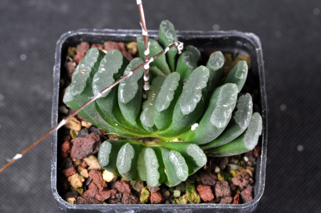 Mes Haworthia 208851truncataP1POK121002001