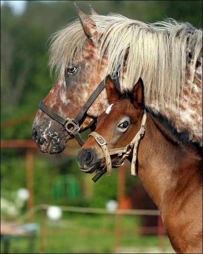 Olga. Appaloosa ( j ) 212795baa7cd71