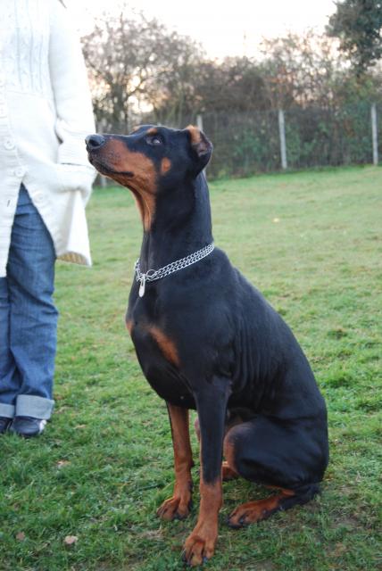 ELITE (doberman) - Page 3 213600DSC_0857