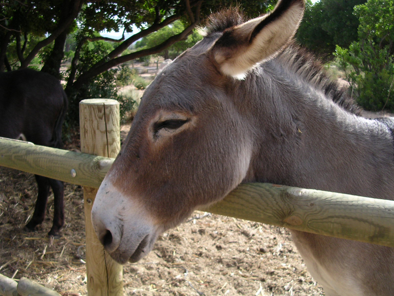 Les animaux 213669anejpg