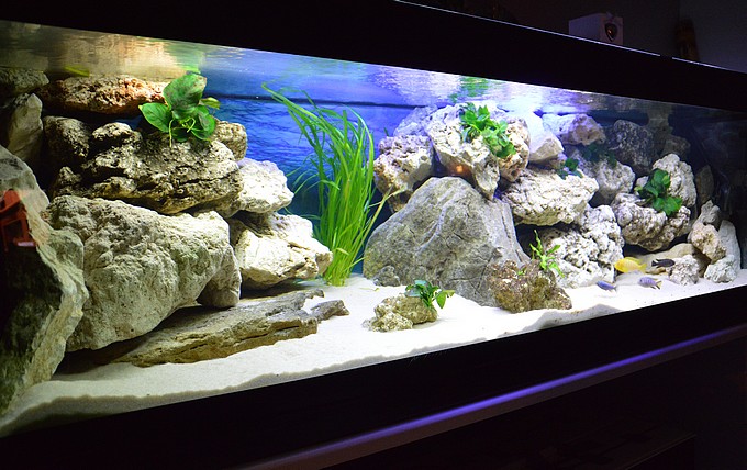 Mes aquariums 214990Mon720mbuna