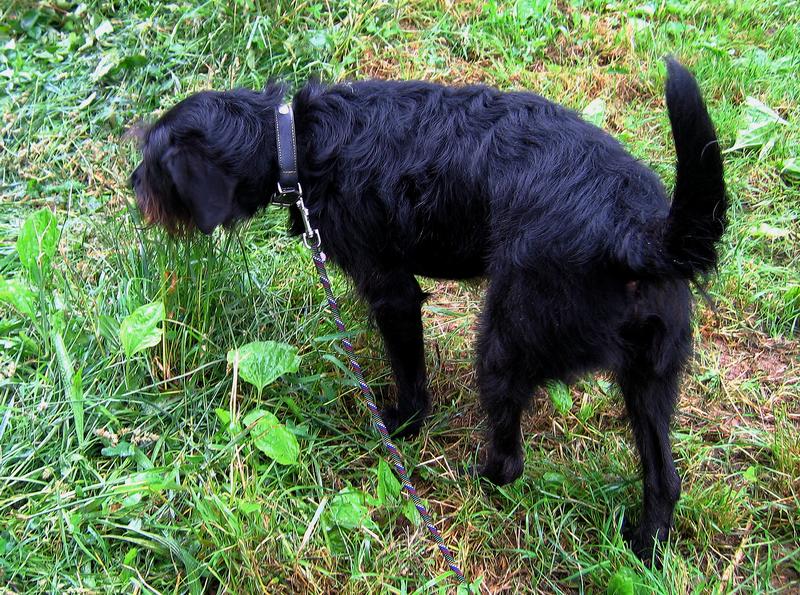 GROOVY Croisé griffon noir et blanc 2 ans - Aunay sur Odon 1 215069IMG1668