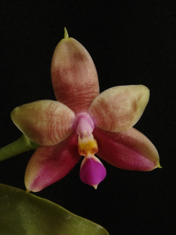 Phalaenopsis Guadalupe Pineda (bellina x amboinensis) 215072flo08201401