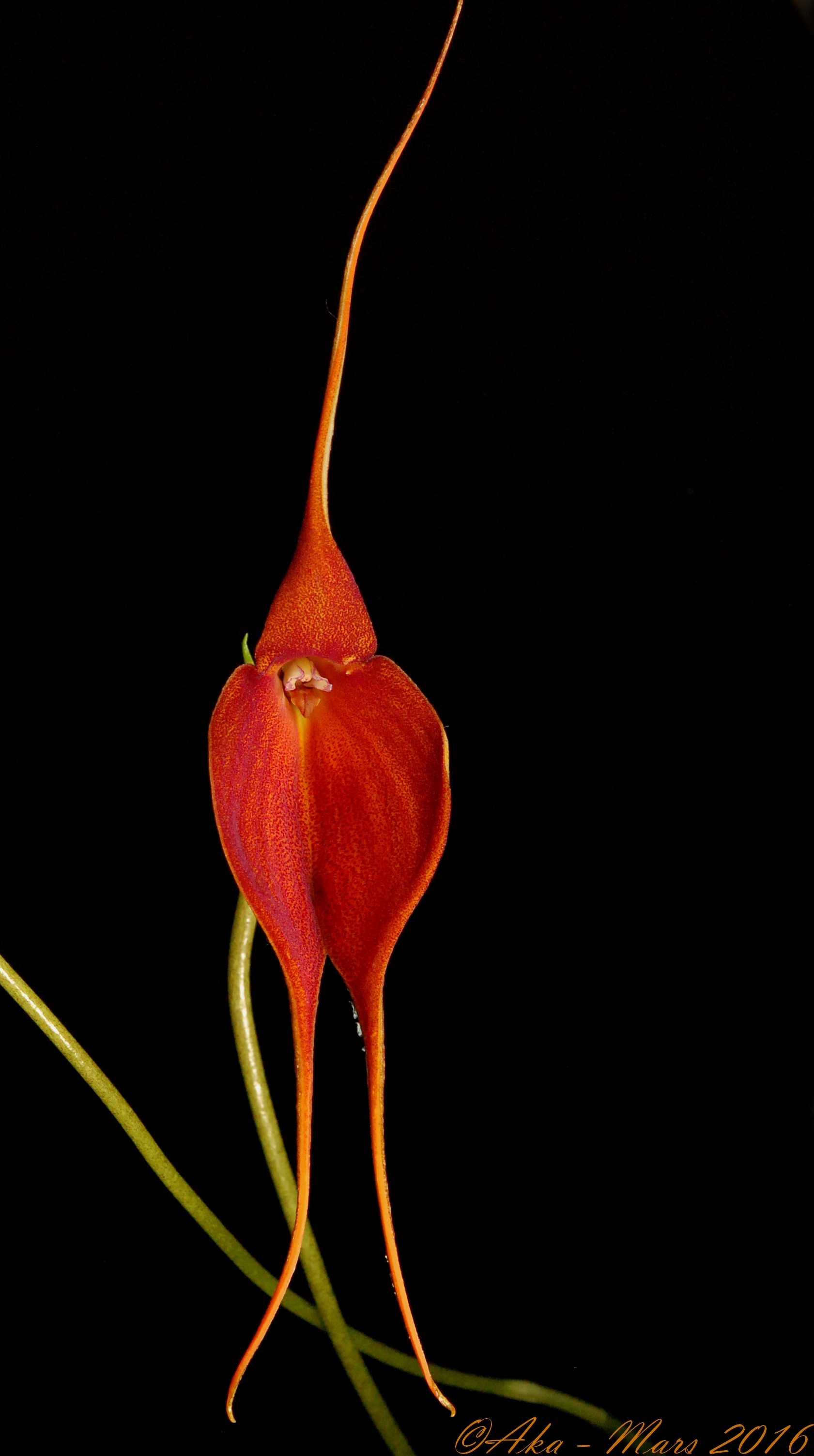 Masdevallia Huayna Picchu (veitchiana x princeps) - Page 2 215620Huayana1