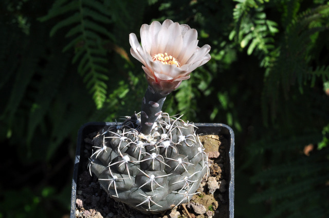 GYMNOCALYCIUM !!! 215647gymnocalyciumalbureolatum1108013