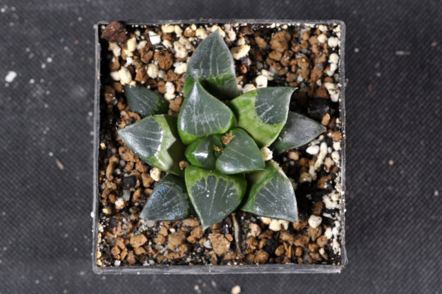 Mes Haworthia 215745comptonianaXbayeriSTC121002002