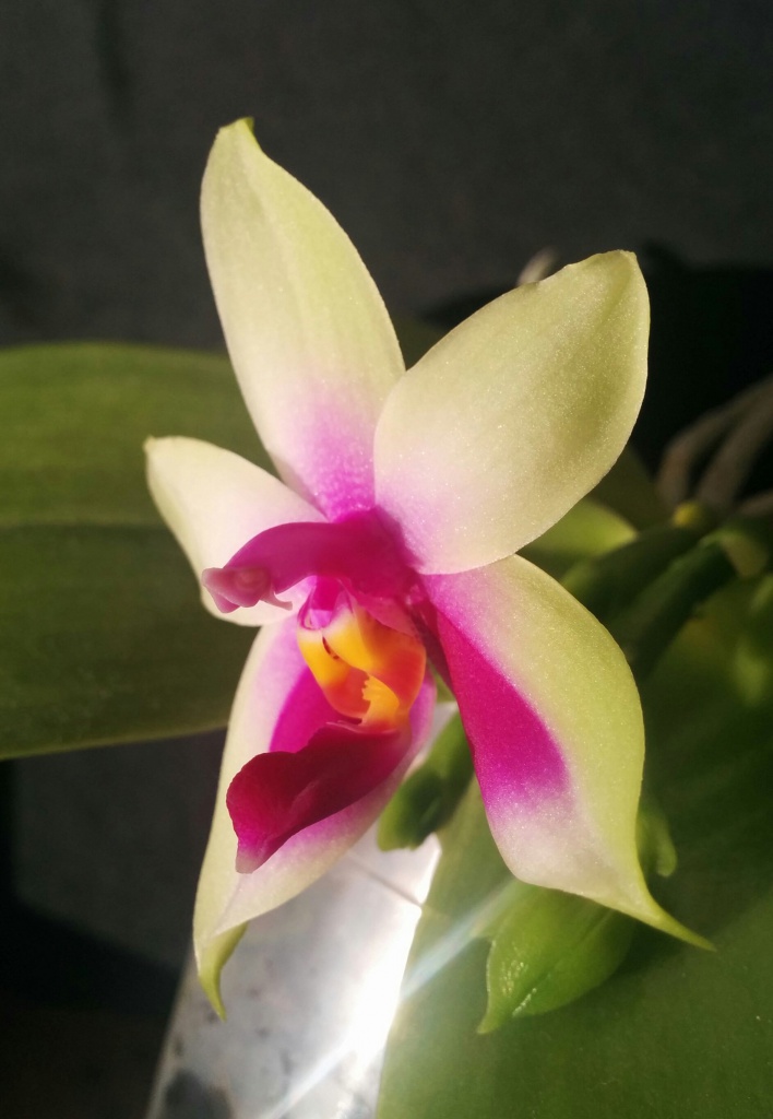 Phalaenopsis bellina 21673820160902112014