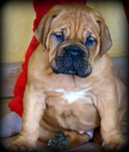 disponible, très joli chiot femelle Dogue de Bordeaux de 2 mois 21749042acf95b7c76bdf4650c7e5326e412b5