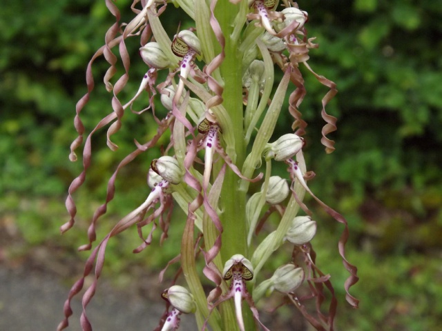 Himantoglossum hircinum - orchis bouc 217646himantoglossum3