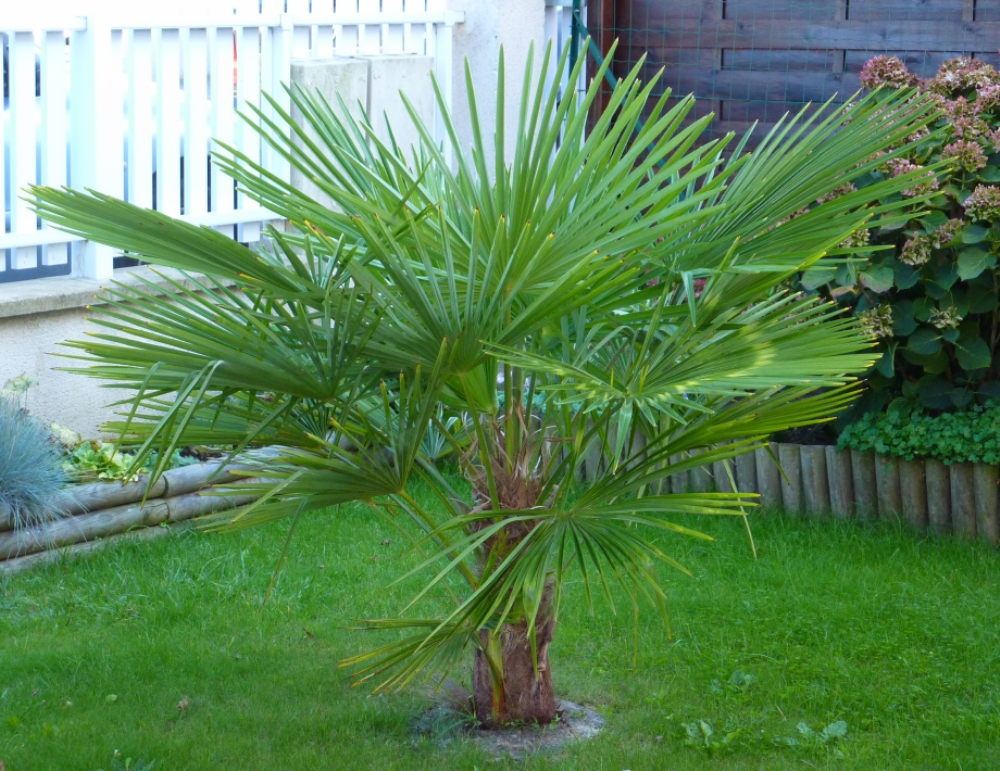 petit palmier deviendra grand... 218678Trachycarpus001