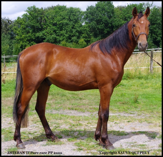 [PLACE ERIC]  ESTEBAN  Tendresse et zénitude au RDV... 218696esteban1