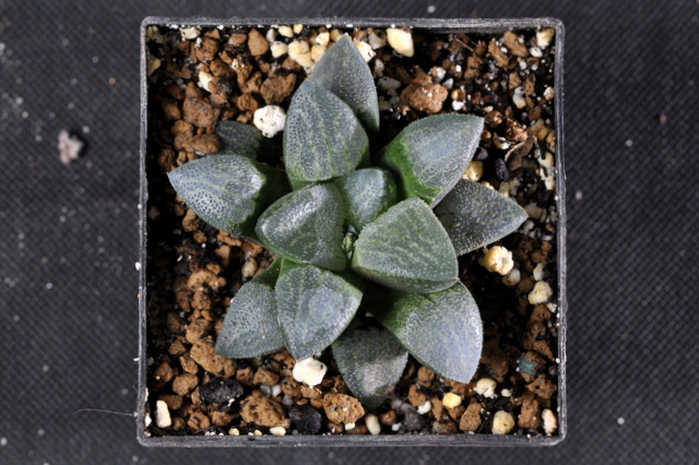 Mes Haworthia 222801comptonianaXpygmaeaSTC121002003