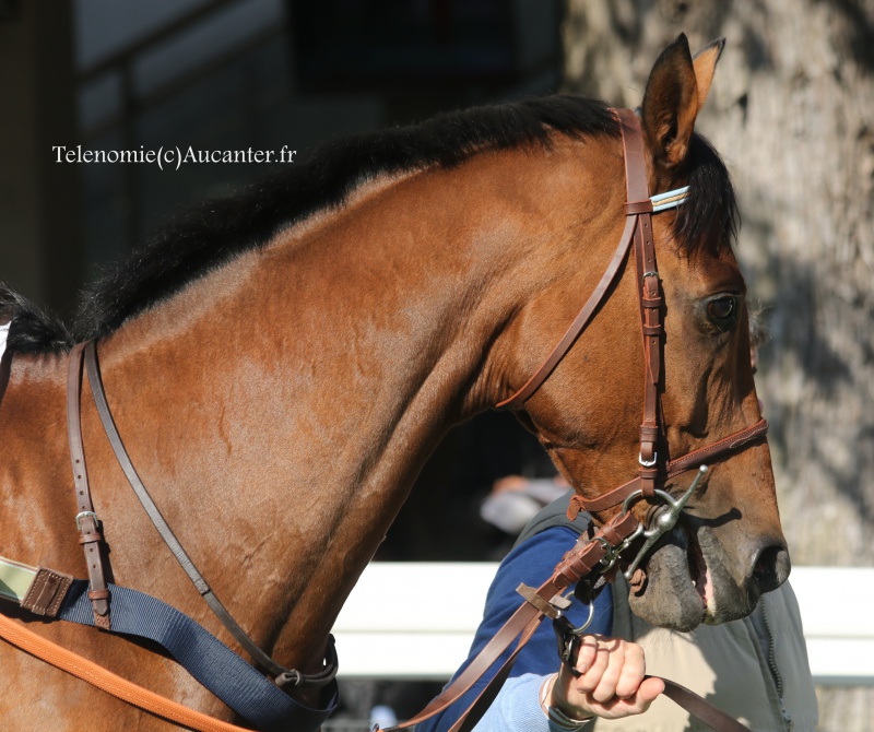 Photos Auteuil 9-10-2016 2231785J6A7721