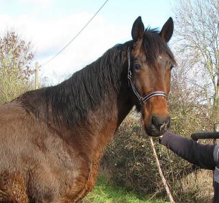 [PLACE ESTELLE] SWEET Un très beau brun typé  méditéranéen  225926sweet4