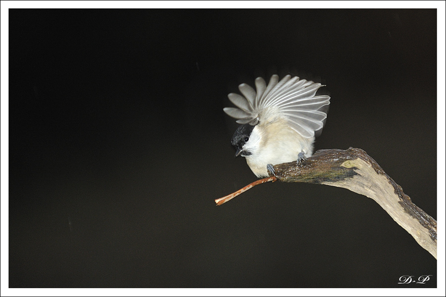 Oiseaux d'hiver 2010-2011 : Lintox 22639620101114813jpg