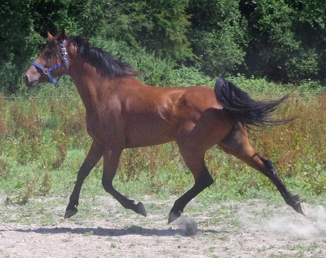 [PLACEE JOSE] VOURASIE  Une belle pomme normande a croquer 226401VO2