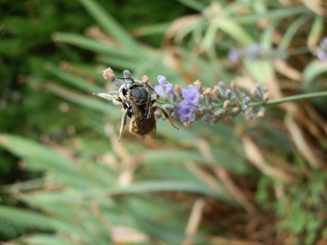 Abeille (?) morte en butinant  226577P8200041