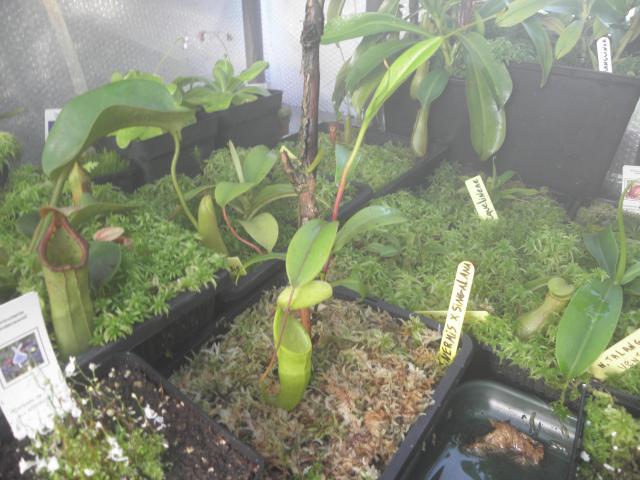  photo de mes nepenthes 227809P7030907