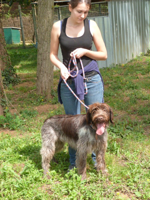 GIPSY Griffon korthal 3 ans - Spa de Poitiers (86) 228741155rGipsy10