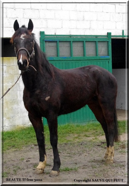 [PLACEE LAETITIA] BEAUTE  Un vrai poney français de selle ! 229307BEAUT2