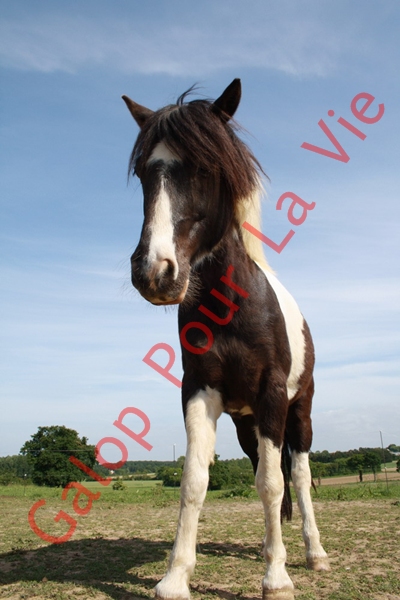 LOONY -  ONC poney né en 2001 - Adopté en juin 2011 par Carole 229645IMG4876