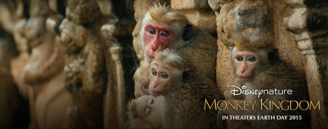 Au Royaume des Singes [Disneynature - 2015] 229658DNMK1