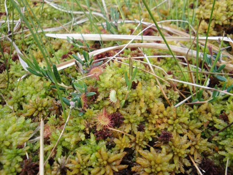 Quelques D. rotundifolia in situ en Norvège 230016DSC09735