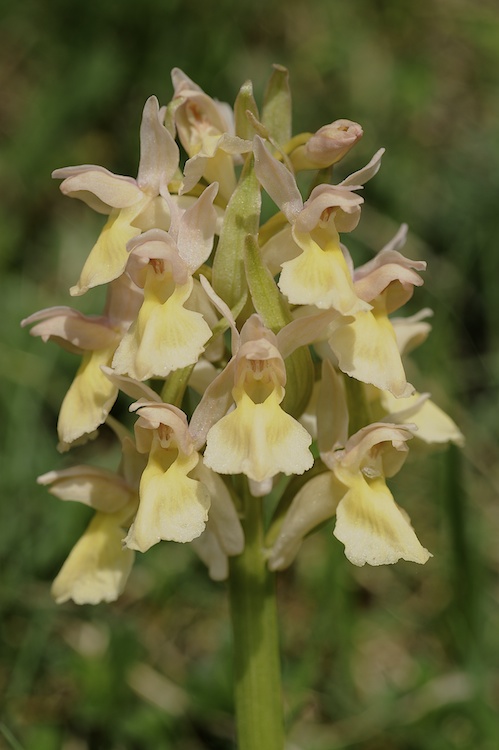 Dactylorhiza sambucina (Orchis sureau) 230693Sam11