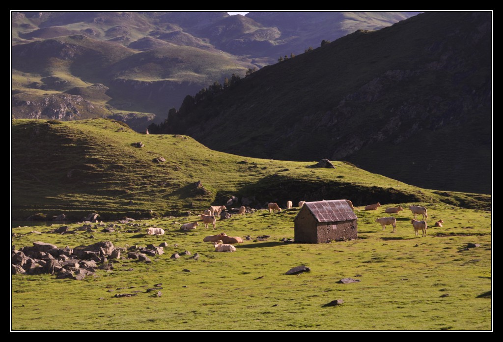 Une vie pyrénéenne de labrit des pyrénées - Page 6 231221jar0620