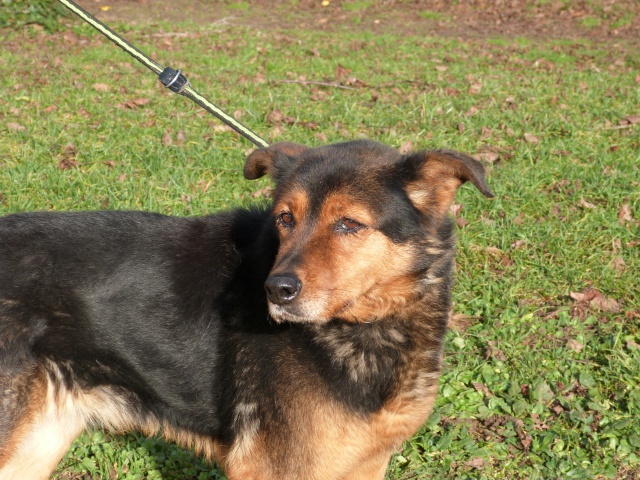 urgent - DIANE - x beauceron 13 ans (1 an de refuge)  - Spa de Poitiers (86) 2320205rDiane7